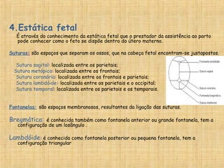 4.Estática fetal
É através do conhecimento da estática fetal que o prestador da assistência ao parto
pode conhecer como o feto se dispõe dentro do útero materno.
Suturas: são espaços que separam os ossos, que na cabeça fetal encontram-se justapostos.
Sutura sagital: localizada entre os parietais;
  Sutura metópica: localizada entre os frontais;
Sutura coronária: localizada entre os frontais e parietais;
Sutura lambdóide: localizada entre os parietais e o occipital;
   Sutura temporal: localizada entre os parietais e os temporais.
Fontanelas: são espaços membranosos, resultantes da ligação das suturas.
Bregmática: é conhecida também como fontanela anterior ou grande fontanela, tem a
configuração de um losângulo .
Lambdóide: é conhecida como fontanela posterior ou pequena fontanela, tem a
configuração triangular
 