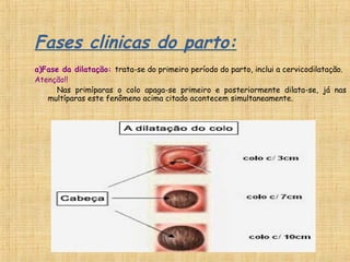 Fases clinicas do parto:
a)Fase da dilatação: trata-se do primeiro período do parto, inclui a cervicodilatação.
Atenção!!
Nas primíparas o colo apaga-se primeiro e posteriormente dilata-se, já nas
multíparas este fenômeno acima citado acontecem simultaneamente.
 