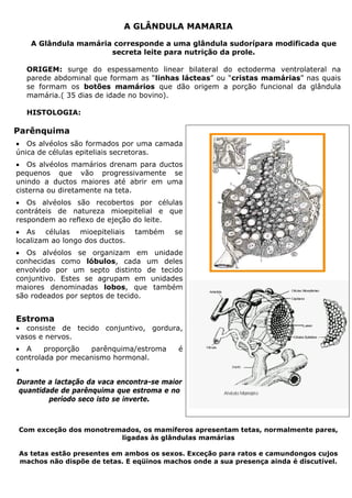 A GLÂNDULA MAMARIA
A Glândula mamária corresponde a uma glândula sudorípara modificada que
secreta leite para nutrição da prole.
ORIGEM: surge do espessamento linear bilateral do ectoderma ventrolateral na
parede abdominal que formam as “linhas lácteas” ou “cristas mamárias” nas quais
se formam os botões mamários que dão origem a porção funcional da glândula
mamária.( 35 dias de idade no bovino).
HISTOLOGIA:
Parênquima
• Os alvéolos são formados por uma camada
única de células epiteliais secretoras.
• Os alvéolos mamários drenam para ductos
pequenos que vão progressivamente se
unindo a ductos maiores até abrir em uma
cisterna ou diretamente na teta.
• Os alvéolos são recobertos por células
contráteis de natureza mioepitelial e que
respondem ao reflexo de ejeção do leite.
• As células mioepiteliais também se
localizam ao longo dos ductos.
• Os alvéolos se organizam em unidade
conhecidas como lóbulos, cada um deles
envolvido por um septo distinto de tecido
conjuntivo. Estes se agrupam em unidades
maiores denominadas lobos, que também
são rodeados por septos de tecido.
Estroma
• consiste de tecido conjuntivo, gordura,
vasos e nervos.
• A proporção parênquima/estroma é
controlada por mecanismo hormonal.
•
Durante a lactação da vaca encontra-se maior
quantidade de parênquima que estroma e no
período seco isto se inverte.
Com exceção dos monotremados, os mamíferos apresentam tetas, normalmente pares,
ligadas às glândulas mamárias
As tetas estão presentes em ambos os sexos. Exceção para ratos e camundongos cujos
machos não dispõe de tetas. E eqüinos machos onde a sua presença ainda é discutível.
 
