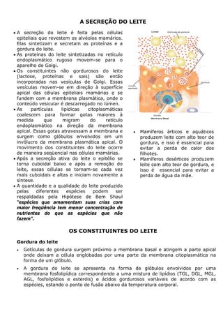 A SECREÇÃO DO LEITE
• A secreção do leite é feita pelas células
epiteliais que revestem os alvéolos mamários.
Elas sintetizam e secretam as proteínas e a
gordura do leite.
• As proteínas do leite sintetizadas no retículo
endoplasmático rugoso movem-se para o
aparelho de Golgi.
• Os constituintes não gordurosos do leite
(lactose, proteínas e sais) são então
incorporadas nas vesículas de Golgi. Essas
vesículas movem-se em direção à superfície
apical das células epiteliais mamárias e se
fundem com a membrana plasmática, onde o
conteúdo vesicular é descarregado no lúmen.
• As partículas lipídicas citoplasmáticas
coalescem para formar gotas maiores à
medida que migram do retículo
endoplasmático na direção da membrana
apical. Essas gotas atravessam a membrana e
surgem como glóbulos envolvidos em um
invólucro da membrana plasmática apical. O
movimento dos constituintes do leite ocorre
de maneira seqüencial nas células mamárias.
• Após a secreção ativa do leite o epitélio se
torna cuboidal baixo e após a remoção do
leite, essas células se tornam-se cada vez
mais cuboidais e altas e iniciam novamente a
síntese.
• A quantidade e a qualidade do leite produzido
pelas diferentes espécies podem ser
respaldadas pela Hipótese de Bem Shaul
“espécies que amamentam suas crias com
maior freqüência tem menor concentração de
nutrientes do que as espécies que não
fazem”.
• Mamíferos árticos e aquáticos
produzem leite com alto teor de
gordura, e isso é essencial para
evitar a perda de calor dos
filhotes.
• Mamíferos desérticos produzem
leite com alto teor de gordura, e
isso é essencial para evitar a
perda de água da mãe.
OS CONSTITUINTES DO LEITE
Gordura do leite
• Gotículas de gordura surgem próximo a membrana basal e atingem a parte apical
onde deixam a célula englobadas por uma parte da membrana citoplasmática na
forma de um glóbulo.
• A gordura do leite se apresenta na forma de glóbulos envolvidos por uma
membrana fosfolipídica correspondendo a uma mistura de lipídios (TGL, DGL, MGL,
AGL, fosfolipídios e esteróis) e ácidos gordurosos variáveis de acordo com as
espécies, estando o ponto de fusão abaixo da temperatura corporal.
 