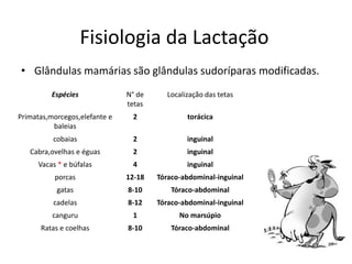 Fisiologia da Lactação
• Glândulas mamárias são glândulas sudoríparas modificadas.
          Espécies             N° de     Localização das tetas
                               tetas
Primatas,morcegos,elefante e    2              torácica
          baleias
          cobaias               2              inguinal
   Cabra,ovelhas e éguas        2              inguinal
      Vacas * e búfalas         4              inguinal
           porcas              12-18   Tóraco-abdominal-inguinal
           gatas               8-10        Tóraco-abdominal
          cadelas              8-12    Tóraco-abdominal-inguinal
          canguru               1            No marsúpio
      Ratas e coelhas          8-10        Tóraco-abdominal
 