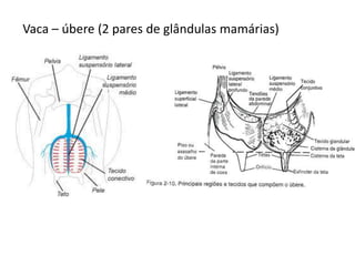 Vaca – úbere (2 pares de glândulas mamárias)
 