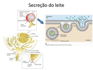 Secreção do leite
 