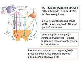 TG – 20% absorvidos do sangue e
            80% sintetizados a partir de AG,
            ác. Acético e glicerol

            C4-C14 : sintetizados na célula
            >C16: hidrogenação de AG insat
            por MO do rúmen

          Lactose – glicose (sangue) –
          transforma Galactose – síntese
          na glândula mamaria pela enzima
          lactose sintetase

Proteina – aa do plasma e degradação de
proteinas do plasma: extração proteica
plasma sanguineo (ASB e Ig)
 