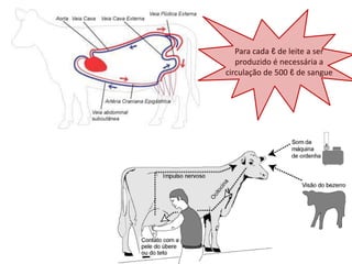 Para cada ℓ de leite a ser
   produzido é necessária a
circulação de 500 ℓ de sangue
 