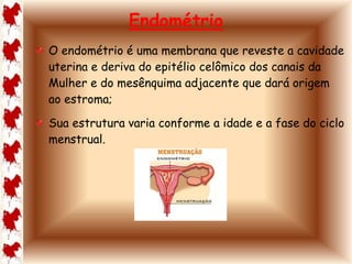 Endométrio 
O endométrio é uma membrana que reveste a cavidade 
uterina e deriva do epitélio celômico dos canais da 
Mulher e do mesênquima adjacente que dará origem 
ao estroma; 
Sua estrutura varia conforme a idade e a fase do ciclo 
menstrual. 
 