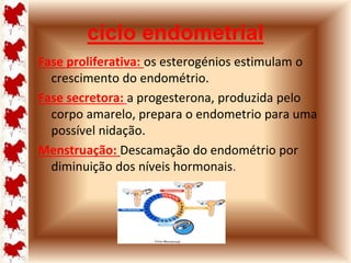 ciclo endometrial 
Fase proliferativa: os esterogénios estimulam o 
crescimento do endométrio. 
Fase secretora: a progesterona, produzida pelo 
corpo amarelo, prepara o endometrio para uma 
possível nidação. 
Menstruação: Descamação do endométrio por 
diminuição dos níveis hormonais. 
 