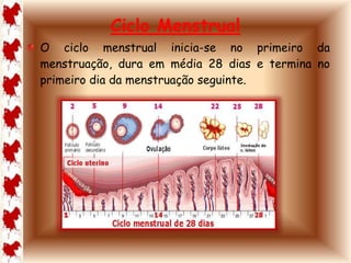 Ciclo Menstrual 
O ciclo menstrual inicia-se no primeiro da 
menstruação, dura em média 28 dias e termina no 
primeiro dia da menstruação seguinte. 
 