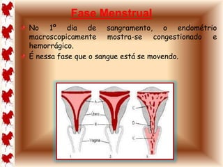 Fase Menstrual 
No 1º dia de sangramento, o endométrio 
macroscopicamente mostra-se congestionado e 
hemorrágico. 
É nessa fase que o sangue está se movendo. 
 