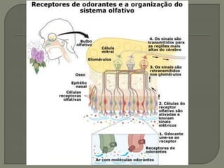 Fisiologia da olfação | PPTX