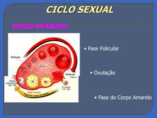 Fisiologia da reprodução ciclos sexuais