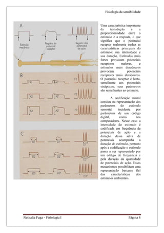 Fisiologia da sensibilidade



                               Uma característica importante
                               da      transdução     é     a
                               proporcionalidade entre o
                               estímulo e a resposta, o que
                               significa que o potencial
                               receptor realmente traduz as
                               características principais do
                               estímulo: sua intensidade e
                               sua duração. Estímulos mais
                               fortes provocam potenciais
                               receptores      maiores,     e
                               estímulos mais duradouros
                               provocam            potenciais
                               receptores mais duradouros.
                               O potencial receptor é lento,
                               semelhante aos potenciais
                               sinápticos; seus parâmetros
                               são semelhantes ao estímulo.

                                        A codificação neural
                               consiste na representação dos
                               parâmetros      do     estímulo
                               sensorial     incidente     por
                               parâmetros de um código
                               digital,       como         nos
                               computadores. Nesse caso a
                               intensidade do estímulo é
                               codificada em frequência de
                               potenciais de ação e a
                               duração dessa salva de
                               potenciais     acompanha      a
                               duração do estímulo, portanto
                               após a codificação o estímulo
                               passa a ser representado por
                               um código de frequência e
                               pela duração da quantidade
                               de potenciais de ação. Esses
                               mecanismos possibilitam uma
                               representação bastante fiel
                               das      características    dos
                               estímulos ambientais.




Nathalia Fuga – Fisiologia I                        Página 4
 
