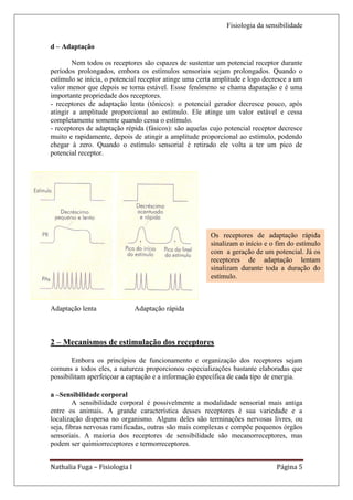 Fisiologia da sensibilidade

d – Adaptação

        Nem todos os receptores são cspazes de sustentar um potencial receptor durante
períodos prolongados, embora os estímulos sensoriais sejam prolongados. Quando o
estímulo se inicia, o potencial receptor atinge uma certa amplitude e logo decresce a um
valor menor que depois se torna estável. Essse fenômeno se chama dapatação e é uma
importante propriedade dos receptores.
- receptores de adaptação lenta (tônicos): o potencial gerador decresce pouco, após
atingir a amplitude proporcional ao estímulo. Ele atinge um valor estável e cessa
completamente somente quando cessa o estímulo.
- receptores de adaptação répida (fásicos): são aquelas cujo potencial receptor decresce
muito e rapidamente, depois de atingir a amplitude proporcional ao estímulo, podendo
chegar à zero. Quando o estímulo sensorial é retirado ele volta a ter um pico de
potencial receptor.




                                                       Os receptores de adaptação rápida
                                                       sinalizam o início e o fim do estímulo
                                                       com a geração de um potencial. Já os
                                                       receptores de adaptação lentam
                                                       sinalizam durante toda a duração do
                                                       estímulo.



Adaptação lenta                Adaptação rápida



2 – Mecanismos de estimulação dos receptores

       Embora os princípios de funcionamento e organização dos receptores sejam
comuns a todos eles, a natureza proporcionou especializações bastante elaboradas que
possibilitam aperfeiçoar a captação e a informação específica de cada tipo de energia.

a –Sensibilidade corporal
         A sensibilidade corporal é possivelmente a modalidade sensorial mais antiga
entre os animais. A grande característica desses receptores é sua variedade e a
localização dispersa no organismo. Alguns deles são terminações nervosas livres, ou
seja, fibras nervosas ramificadas, outras são mais complexas e compõe pequenos órgãos
sensoriais. A maioria dos receptores de sensibilidade são mecanorreceptores, mas
podem ser quimiorreceptores e termorreceptores.


Nathalia Fuga – Fisiologia I                                                  Página 5
 