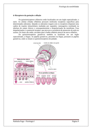 Fisiologia da sensibilidade



d–Receptores da gustação e olfação

        Os quimiorreceptores olfatorios estão localizados em um órgão especializado, o
nariz. As células ciliadas olfatórias possuem moléculas receptoras específicas para
determinados odorantes. Quando os odorantes reagem com os receptores disparam uma
cadeia de reações intracelulares mediadas por segundos- mensageiros resultando na
abertura de canais iônicos e consequentemente a despolarização da membrana. Essa
despolarização é o potencial receptor, que provoca a ocorrência de potenciais de açõa no
axônio. Os sinais são então, enviados para o bulbo olfatório através do nervo olfatório.
        Os quimiorreceptores gustativos também se localizam em um órgão
especializado, a língua. As papilas gustativas, presentes na língua, possuem as papilas
gustativas, onde se situam os quimiorreceptores do paladar.




Nathalia Fuga – Fisiologia I                                                  Página 9
 