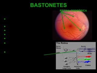 BASTONETES Localizam-se fora da fóvea, na periferia. Baixa acuidade visual. Pouca resolução e detalhes. Avidez por movimento e luminosidade. Não identificam a cor. Funcionalmente conectam-se em grandes grupos. Cada grupo conecta-se a uma única fibra nervosa. RETINA PERIFÉRICA 