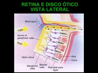RETINA E DISCO ÓTICO VISTA LATERAL 