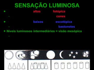 Níveis luminosos  altos  = visão  fotópica Visão diurna controlada pelos  cones Níveis luminosos  baixos  = visão  escotópica   Visão noturna controlada pelos  bastonetes Níveis luminosos intermediários = visão mesópica   Estágio visual de transição (sombras, nevoeiros, penumbra, executada por uma combinação de cones e bastonetes) SENSAÇÃO LUMINOSA 