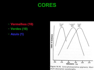 CORES Esses três tipos de cones apresentam sua sensibilidade espectral nos seguintes comprimentos de onda: Vermelhos (10)  : 570 nm Verdes (10)  : 535 nm Azuis (1)  : 445 nm 