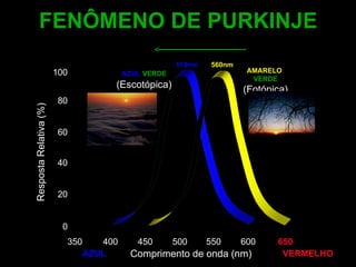 Comprimento de onda (nm) Resposta Relativa (%) AZUL VERMELHO FENÔMENO DE PURKINJE 100 80 60 40 20 0 350 400 450 500 550 600 650 AZUL - VERDE  (Escotópica) AMARELO - VERDE (Fotópica) 510nm 560nm 