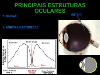 PRINCIPAIS ESTRUTURAS OCULARES RETINA :     Superfície fotossensível onde a luz é convertida em impulsos eletro-químicos. CONES & BASTONETES : São os dois tipos de células que realizam a função retiniana. RETINA 