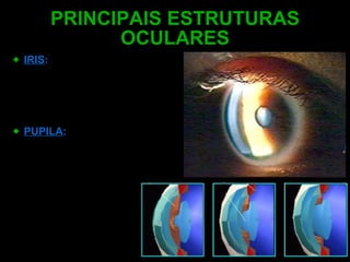 PRINCIPAIS ESTRUTURAS OCULARES IRIS :   Estrutura colorida do olho que controla a quantidade de luz que entra no olho PUPILA :    Abertura na íris através da qual a luz entra no olho humano 