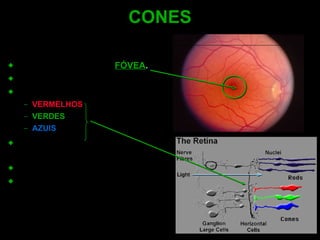 CONES Cones concentrados na  FÓVEA . Ponto de melhor acuidade visual. 3 tipos de cones: VERMELHOS VERDES AZUIS Cada cone possui uma conexão individual com um nervo. Alta resolução e detalhes. Representará o ponto cego fisiológico quando os níveis de luminosidade caírem. 