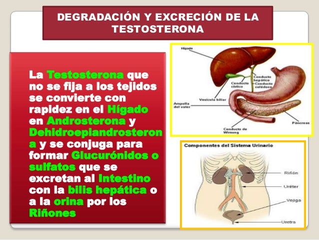 Aumentar en casa el miembro del ejercicio