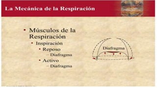 fisiologia de aparato respiratorio.pdf