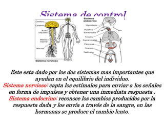 Sistema de control
Este esta dado por los dos sistemas mas importantes que
ayudan en el equilibrio del individuo.
Sistema nervioso: capta los estímalos para enviar a los señales
en forma de impulsos y obtener una inmediata respuesta .
Sistema endocrino: reconoce los cambios producidos por la
respuesta dada y los envía a través de la sangre, en las
hormonas se produce el cambio lento.
 