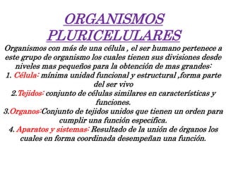 ORGANISMOS
PLURICELULARES
Organismos con más de una célula , el ser humano pertenece a
este grupo de organismo los cuales tienen sus divisiones desde
niveles mas pequeños para la obtención de mas grandes:
1. Célula: mínima unidad funcional y estructural ,forma parte
del ser vivo
2.Tejidos: conjunto de células similares en características y
funciones.
3.Organos:Conjunto de tejidos unidos que tienen un orden para
cumplir una función especifica.
4. Aparatos y sistemas: Resultado de la unión de órganos los
cuales en forma coordinada desempeñan una función.
 