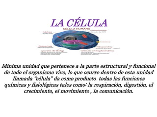 LA CÉLULA
Mínima unidad que pertenece a la parte estructural y funcional
de todo el organismo vivo, lo que ocurre dentro de esta unidad
llamada “célula” da como producto todas las funciones
químicas y fisiológicas tales como: la respiración, digestión, el
crecimiento, el movimiento , la comunicación.
 