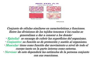 TEJIDOS
Conjunto de células similares en características y funciones.
Entre las divisiones de los tejidos tenemos 4 los cuales se
generalizan a dar a conocer a los demás:
- Epitelial: se encarga de cubrir las superficies del organismo.
- Conjuntivo: su función es de protección y sostén al organismo.
- Muscular: tiene como función dar movimiento a nivel de todo el
cuerpo tanto en la parte interna como externa.
- Nervioso: de este dependerá las estímulos de la persona conjunto
con sus reacciones.
 