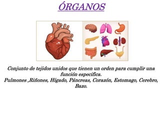 ÓRGANOS
Conjunto de tejidos unidos que tienen un orden para cumplir una
función especifica.
Pulmones ,Riñones, Hígado, Páncreas, Corazón, Estomago, Cerebro,
Bazo.
 
