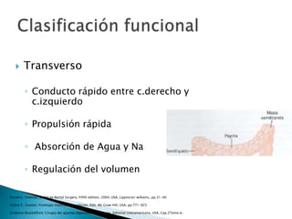  Transverso
◦ Conducto rápido entre c.derecho y
c.izquierdo
◦ Propulsión rápida
◦ Absorción de Agua y Na
◦ Regulación del volumen
Marvin L. Croman, Colon an Rectal Surgery, Fifith edition, 2004, USA, Lippincorr williams, pp.31-40
Arthur C. Guyton, Fisiologia medica, 11va edicion, Edit. Mc Graw Hill, USA, pp.771-825
Zuidema Shackelford, Cirugia del apartao digestivo, 4ta eidicion, Editorial interamericana, USA, Cap.2Tomo Iv.
 
