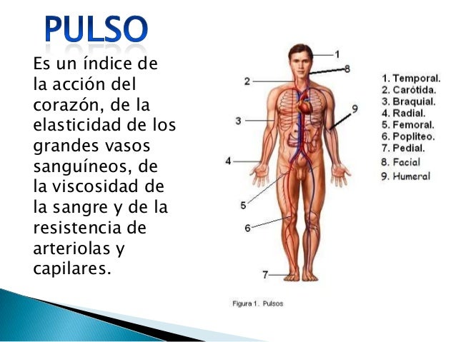 Fisiologia de la circulacion