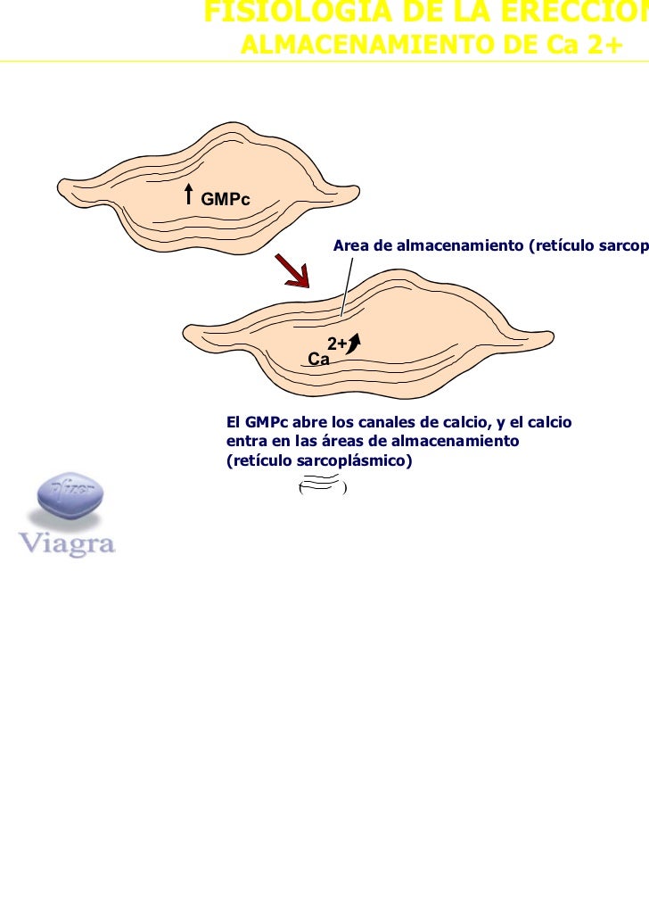 Fisiologia de la ereccion