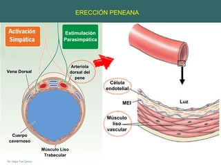 Fisiologia De La Ereccion Dr Yan PPT fisiologia-de-la-ereccion-dr-yan-ppt