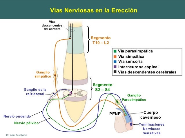 Fisiologia De La Ereccion Del Pene es.slideshare.net