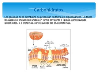 Carbohidratos Los glúcidos de la membrana se presentan en forma de oligosacaridos. En todos los casos se encuentran unidos...