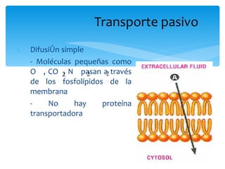 Transporte pasivo <ul><li>Difusión simple </li></ul><ul><li>- Moléculas pequeñas como O  , CO  , N  pasan a través de los ...