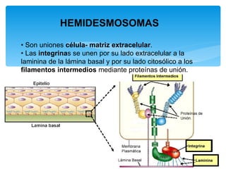 •  Son uniones  célula- matriz extracelular . •  Las  integrina s se unen por su lado extracelular a la laminina de la lám...