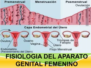 FISIOLOGIA DEL APARATO
GENITAL FEMENINO
 