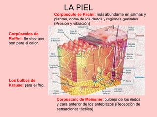 Reseptor Pacini Ruffini Fisiologia de la piel | PPTX