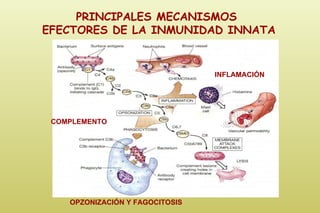 PRINCIPALES MECANISMOS  EFECTORES DE LA INMUNIDAD INNATA COMPLEMENTO INFLAMACIÓN OPZONIZACIÓN Y FAGOCITOSIS 