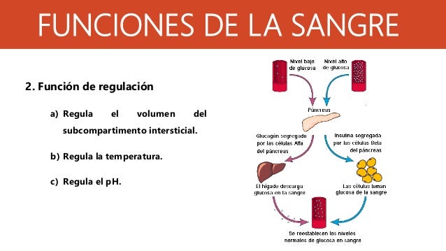 Funcion De Regulacion De La Sangre
