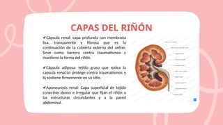FISIOLOGIA DE LAS VIAS URINARIAS UPLA.pptx