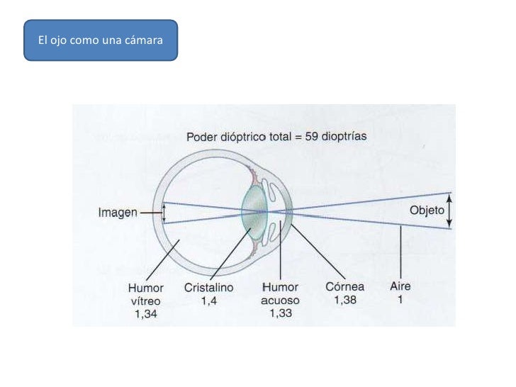 Fisiologia de la vision