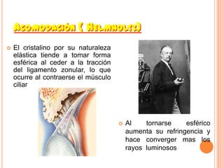 ACOMODACIÓN ( HELMHOLTZ)
   El cristalino por su naturaleza
    elástica tiende a tomar forma
    esférica al ceder a la tracción
    del ligamento zonular, lo que
    ocurre al contraerse el músculo
    ciliar




                                         Al    tornarse    esférico
                                          aumenta su refringencia y
                                          hace converger mas los
                                          rayos luminosos
 