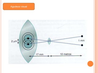 Agudeza visual
 