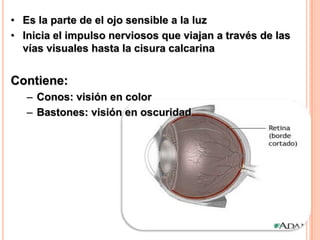 • Es la parte de el ojo sensible a la luz
• Inicia el impulso nerviosos que viajan a través de las
  vías visuales hasta la cisura calcarina


Contiene:
   – Conos: visión en color
   – Bastones: visión en oscuridad
 